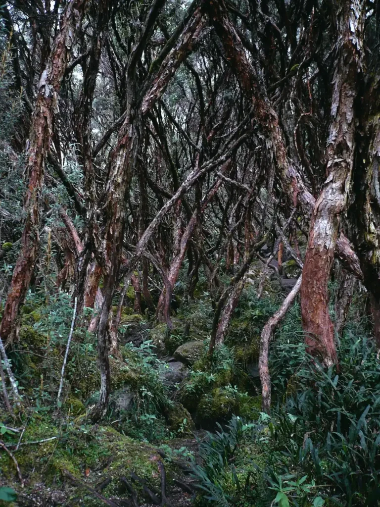 Twisted paper-bark Polylepis trees in a misty Cajas woodland