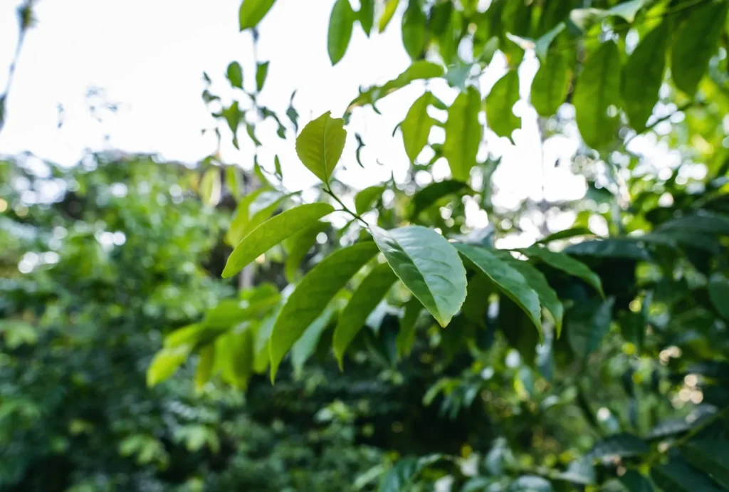 Glossy, elongated guayusa leaves on a branch, backlit against the forest