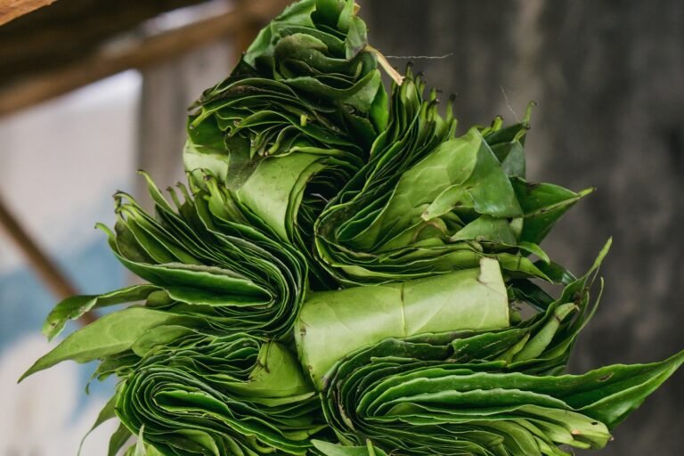 Long bundles of folded guayusa leaves hanging up to dry