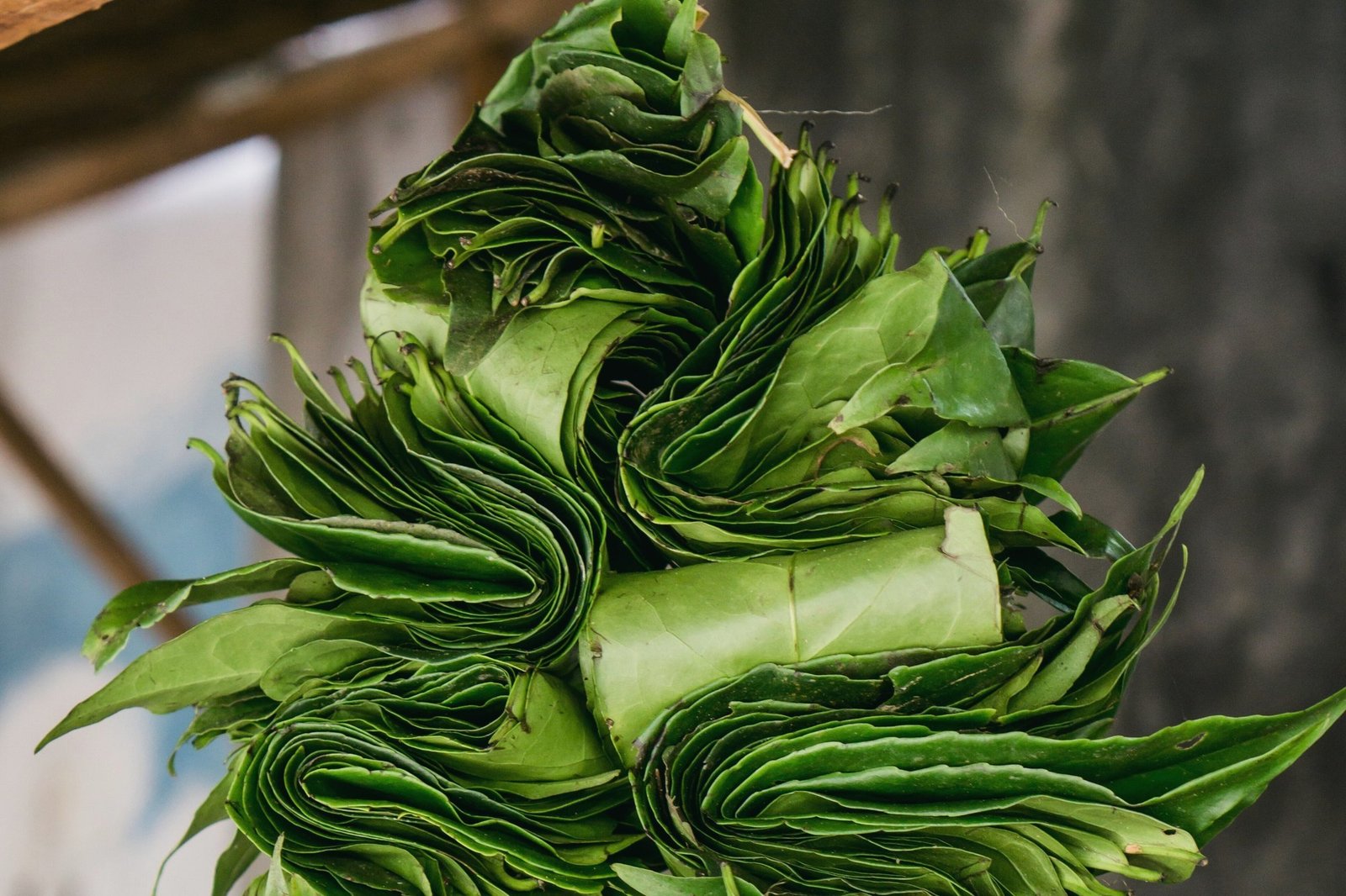 Long bundles of folded guayusa leaves hanging up to dry
