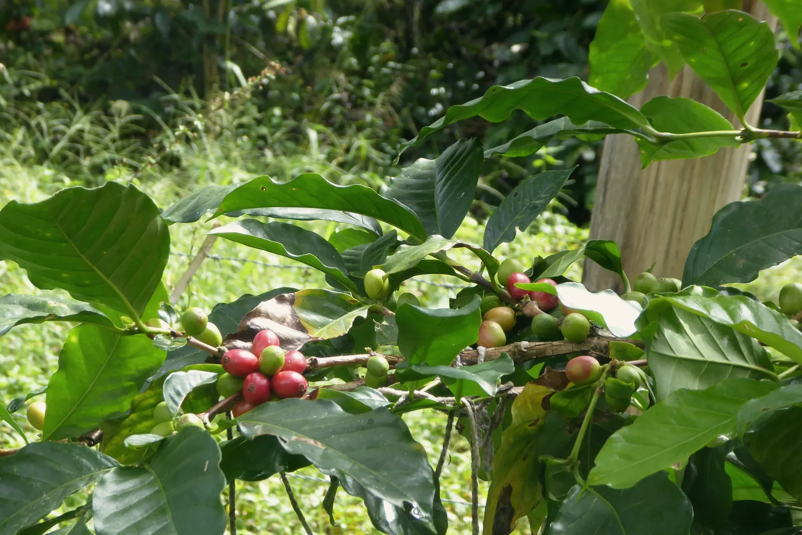 Cerezas de café rojas y verdes madurando en una planta en Vilcabamba, provincia de Loja