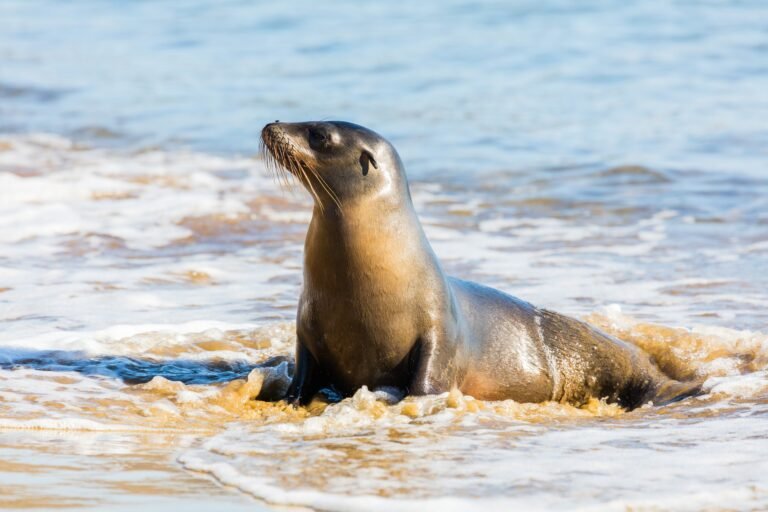 A Galápagos sea lion resting in the surf at Punta Pitt, San Cristóbal Island